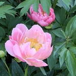 プラナス - ぼたん園