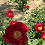 プラナス - ぼたん園