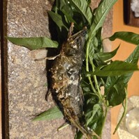 浅草じゅうろく - 