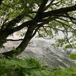 十和田プリンスホテル メインダイニング - 