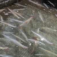 博多料亭 稚加榮 - 