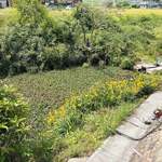 池内うどん店 - 