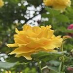 農園レストラン伊左衛門 - 