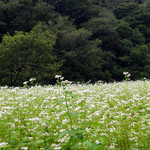 木挽の里 - 赤沢近く､蕎麦の花が綺麗でした(^^)