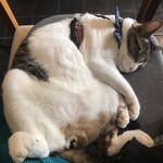 散歩かふぇちゃらぽこ - 