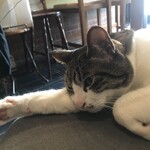 散歩かふぇちゃらぽこ - 