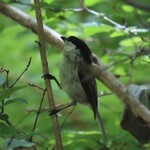 Kisurin Karuizawa - 小雀