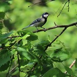 Kisurin Karuizawa - 四十雀