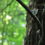 Kisurin Karuizawa - 小雨鶲