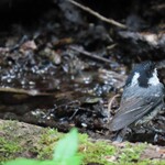 Kisurin Karuizawa - 喜鵲