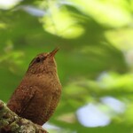 Kisurin Karuizawa - 味噌鷦鷯
