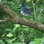 Ikaru Cafe - コルリ オス