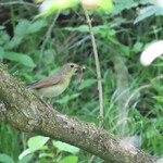 Ikaru Cafe - コルリ メス