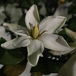 大元 - 出てくる時に見た大家さんの生垣のクチナシは満開だった。ついにカイガラムシとの死闘を制したのだろうかw