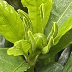 大元 - 流石に昼間は簡単につぼみがみつかった