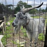 薪ストーブ料理 Resta＆Cafe ESSE - ヤギいっぱいいる