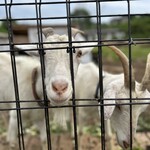 薪ストーブ料理 Resta＆Cafe ESSE - ヤギと触れ合えます