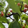 上山観光フルーツ園・山形チェリーランド