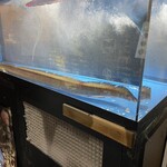 酒場 やまと - 水槽のハモ