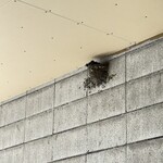 中華そば麦右衛門 - 今年もつばめさんがやって来ました