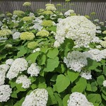 フラワーカフェ BLOOMY'S - 