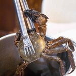 館山美食倶楽部 - 2025.6 いすみ産600～700gサイズ活けモクズガニ