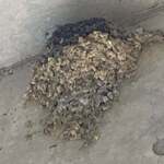 らぁ麺屋 はりねずみ - 