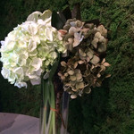 ミスエヴァンス - 