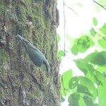 01BAKERY - 五十雀