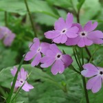 01BAKERY - 瑠璃草