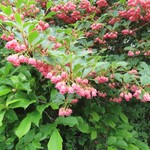 01BAKERY - 沙拉苏打