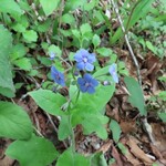 01BAKERY - 瑠璃草