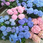 総本舗　白酒屋 - これは長谷寺の紫陽花です　鉢植えのあじさいは咲いていますが　お寺に自生している 紫陽花はまだ二分咲きといったところです