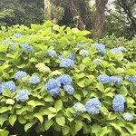 珈琲閣 - あじさいはまだまだでした