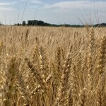 古民家カフェ 繁陽亭 - 麦畑って見たの初めてかも