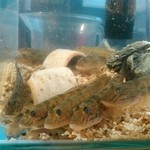 おぎ野 - カウンター