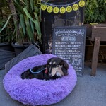 フロックス ローカル マーケット - 