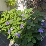 懐石 三田ばさら 別邸 - 