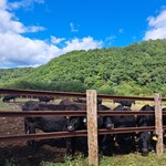炙り博多明太もつ鍋