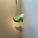 あさば - 柏葉紫陽花