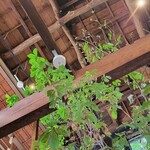 RoheN HAKONEYUMOTO cafe&bar - 天井が高く室内なのに解放感があります