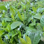 大元 - 主役はオレだとクチナシがウェーイw