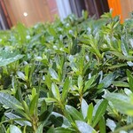 大元 - 今年盛り返したツツジだか五月がイェーイw