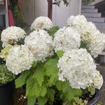 ヌードル＆スパイスカレー 今日の1番 - 雨の紫陽花が綺麗♪(駅から向かう途中)