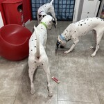 DALMATIAN CAFE 101 - 
