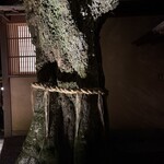 あさば - 玄関脇の大木