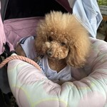 そば処 湧水 - きょとんｗ