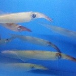 日々季 - 呼子直送の新鮮な活やりいか