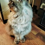 わびすけ - プイっ！