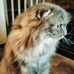 わびすけ - プイっ！